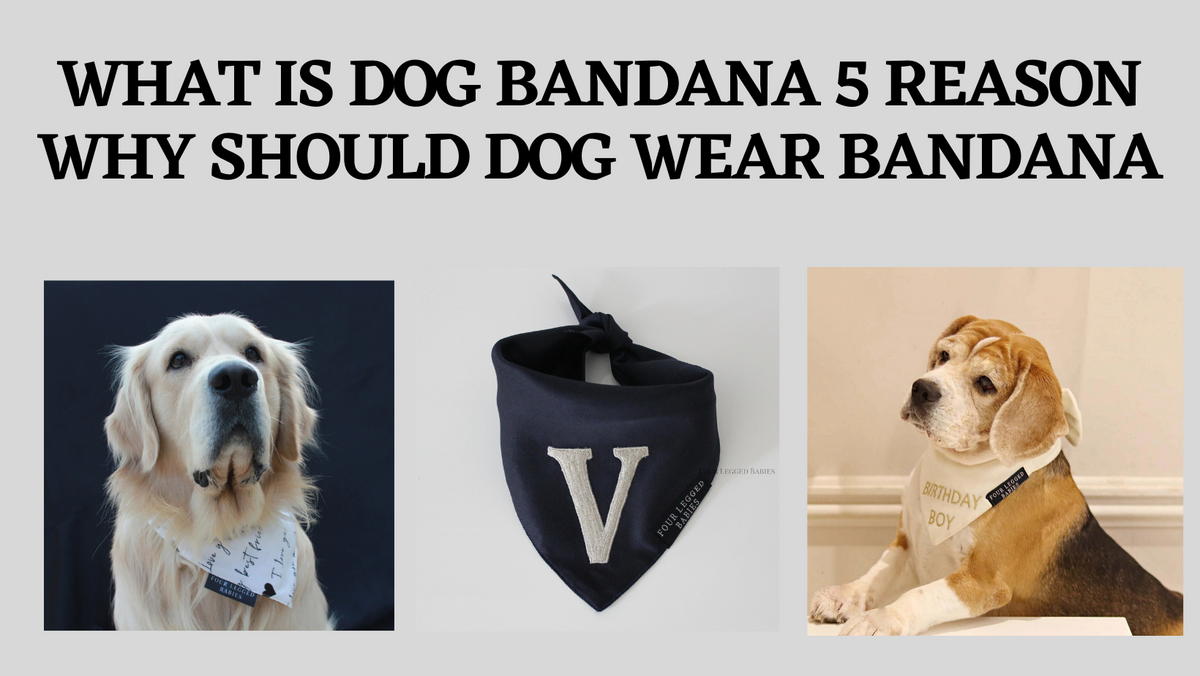 I made a dress for myself, a bandana for each family dog and a